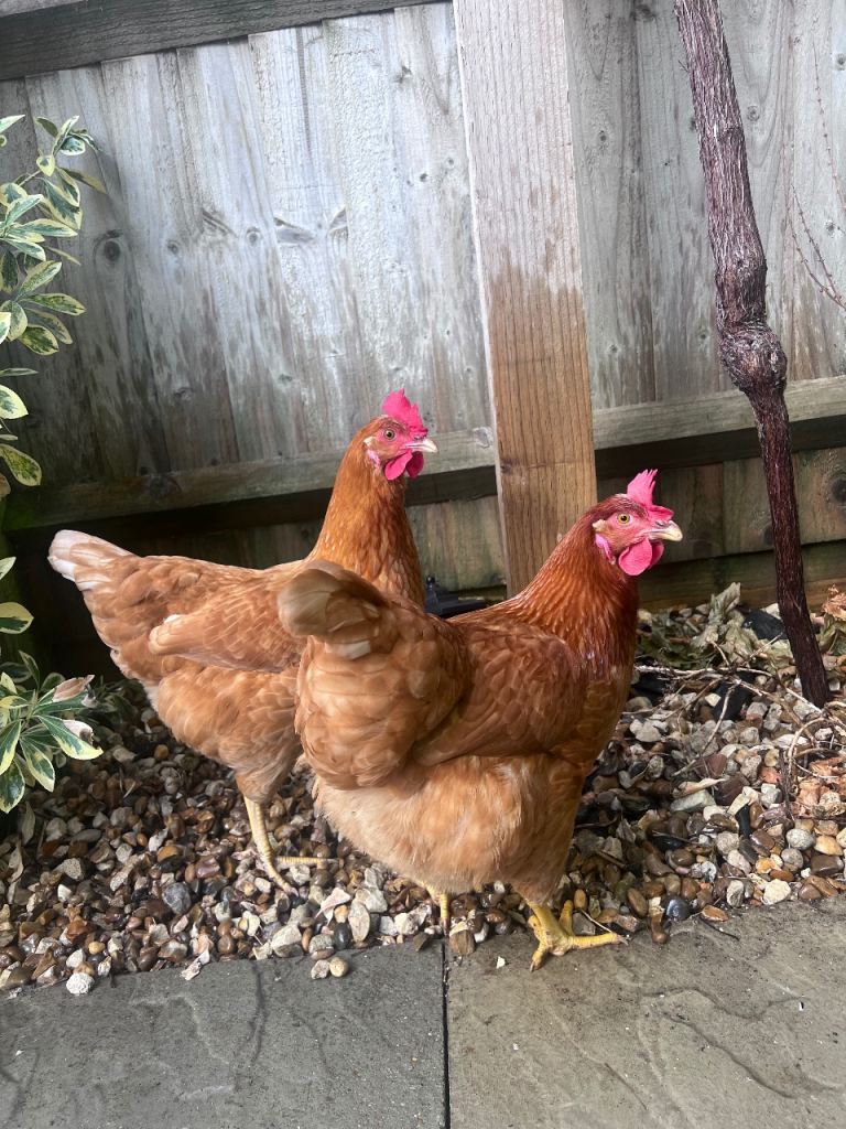 2x chicken laying hens + coop