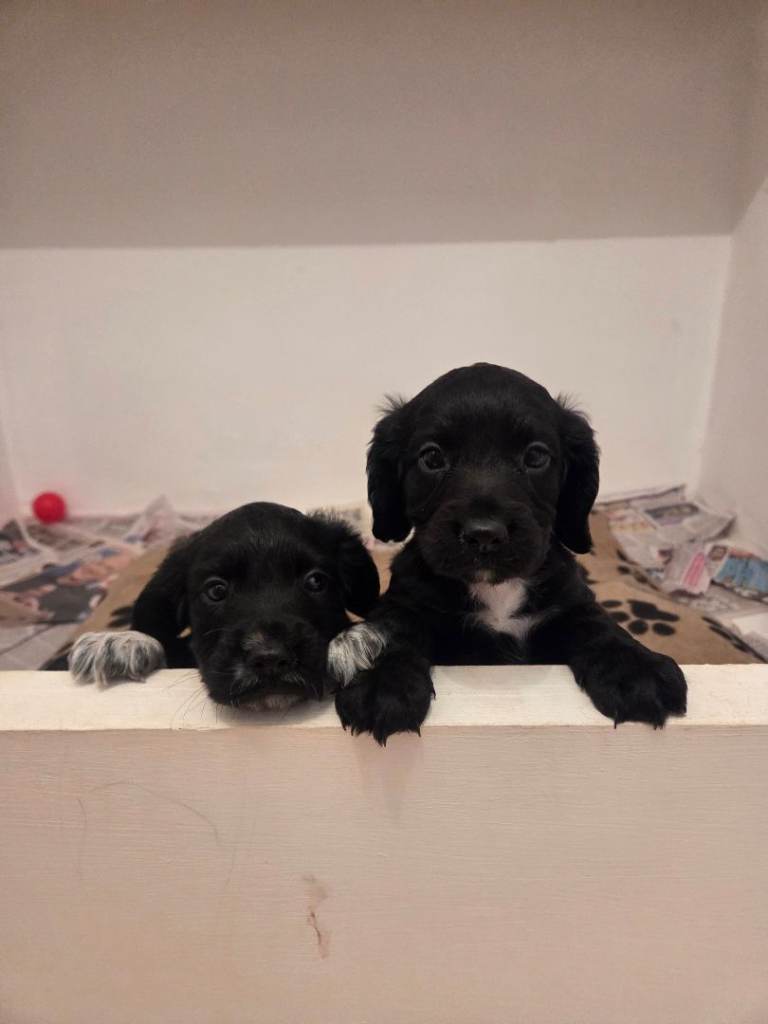 Cocker spaniel Puppies