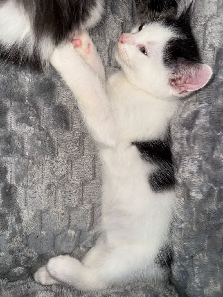 3 kittens for sale 