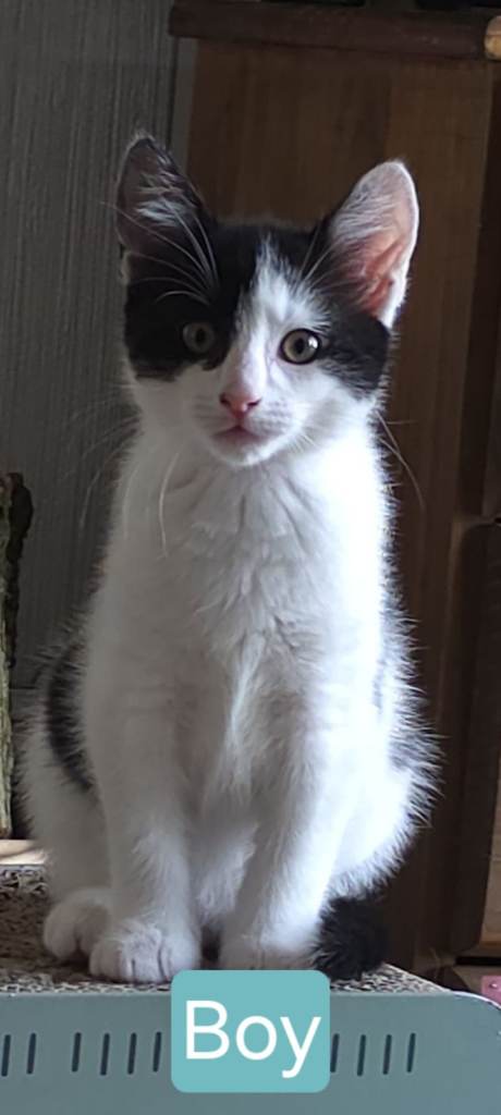One Beautiful Male Kitten for sale
