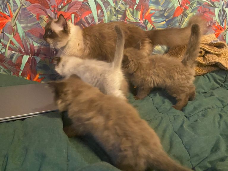Ragdoll Kittens