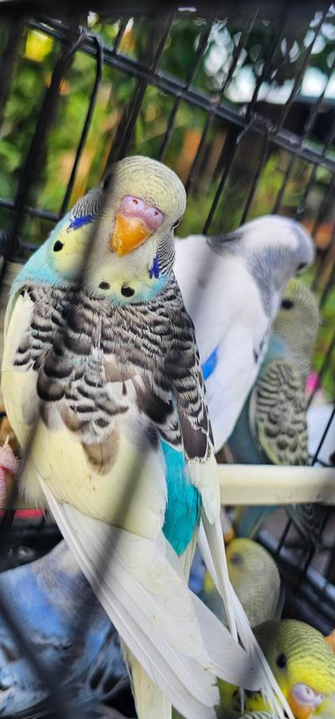 Baby budgies for sale 2 - 4 months old 