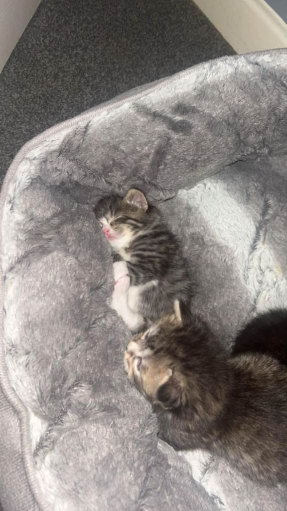 Beautiful kittens 