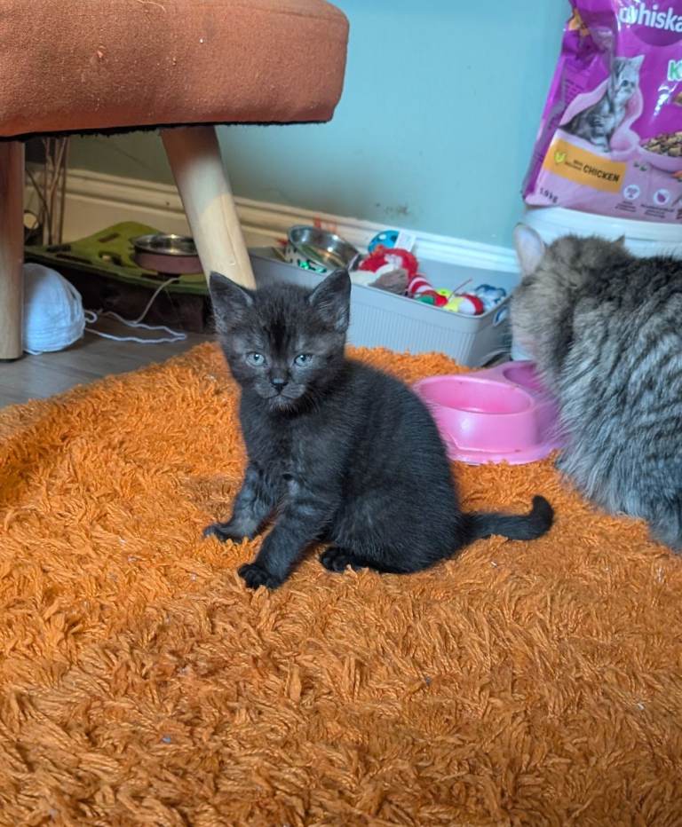 Black kitten 