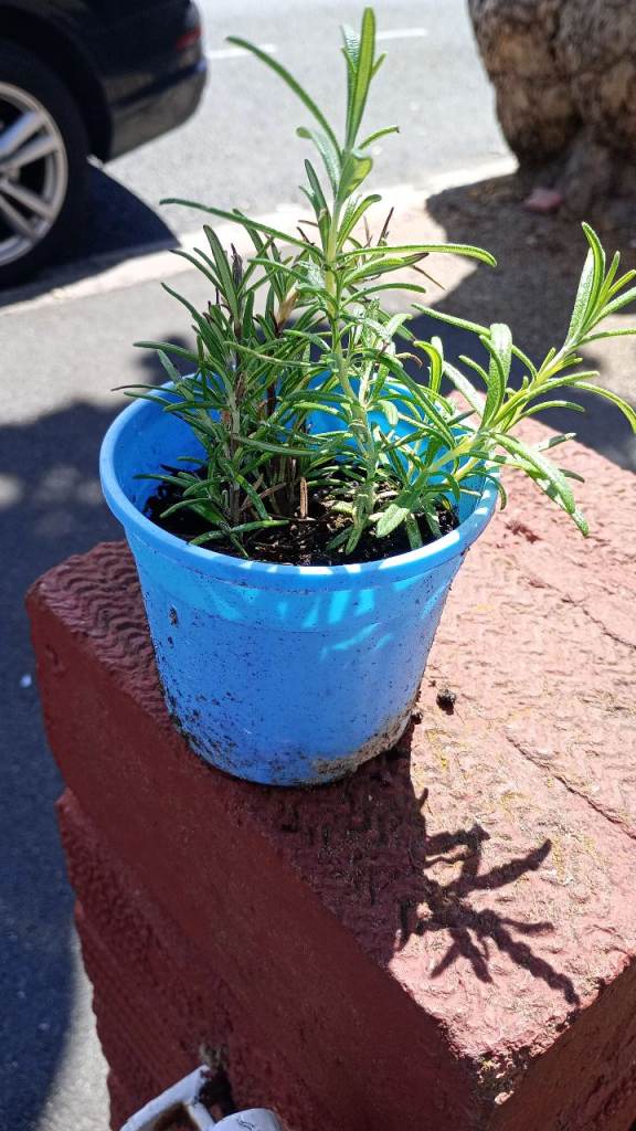 1 well established rosemary plant in a small pot