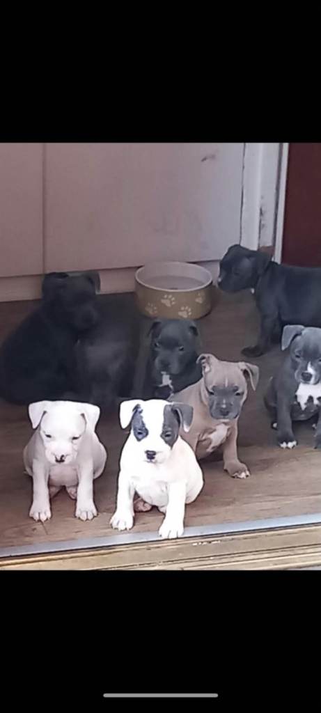 Staffordshire bull terrier puppies