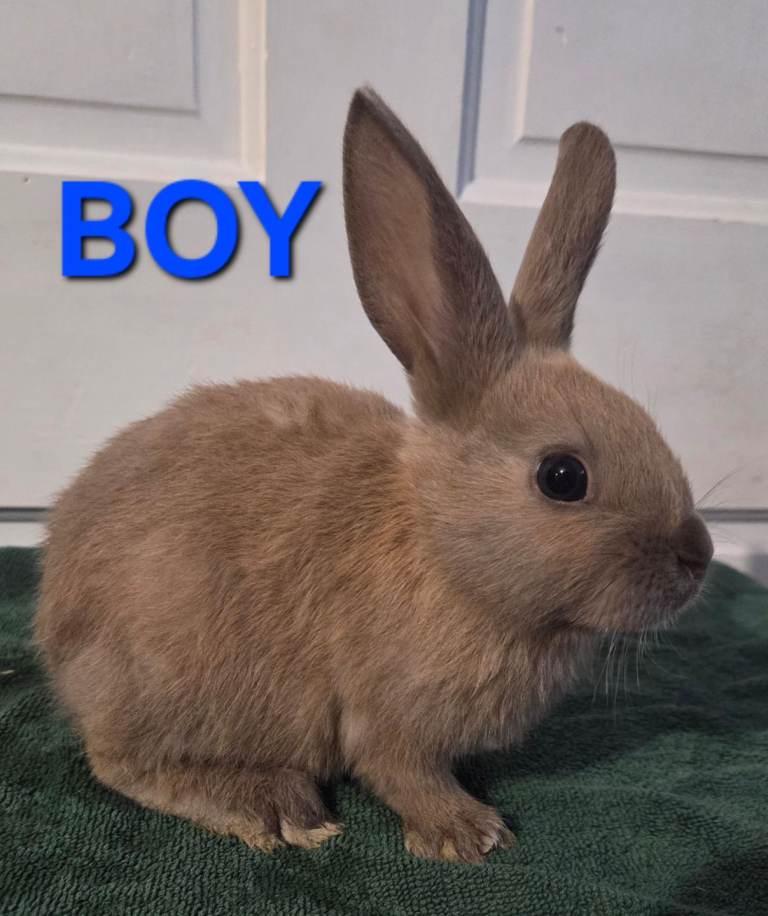 HAND REARED BABY RABBITS!!! VIEW ALL PICTURES!!