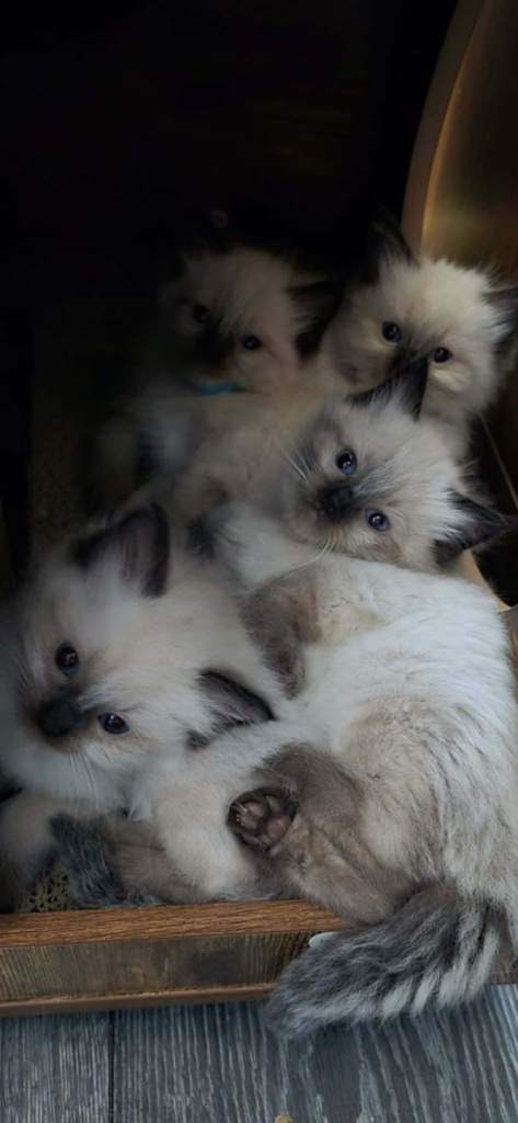 Chocolate-Point Ragdoll kittens for sale