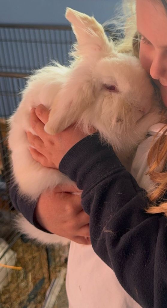 Mini Lop x Lion head baby rabbits