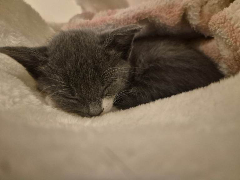 Kittens 