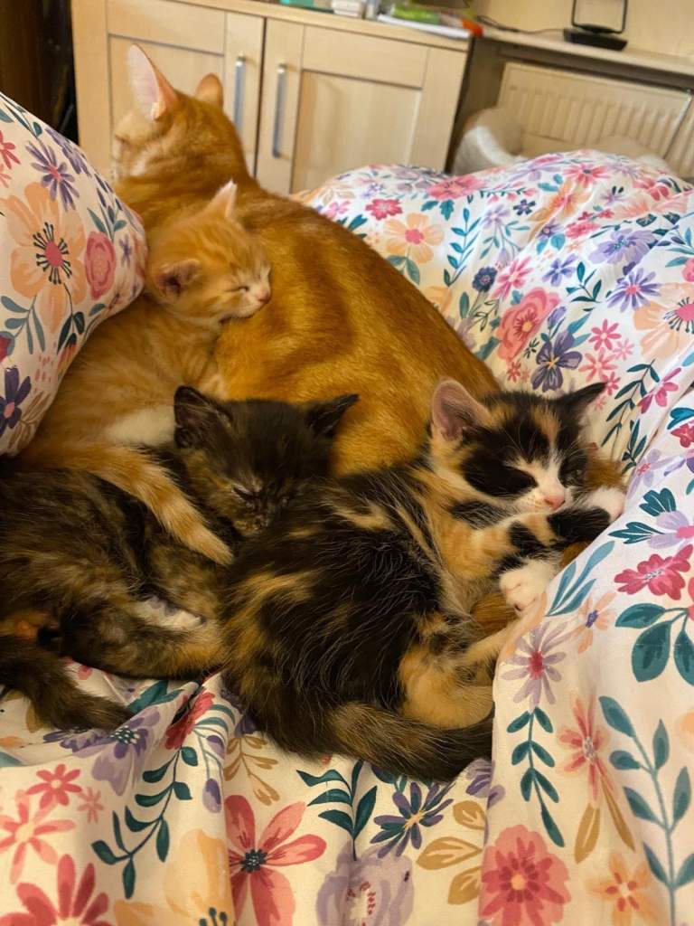 3 beautiful kittens 