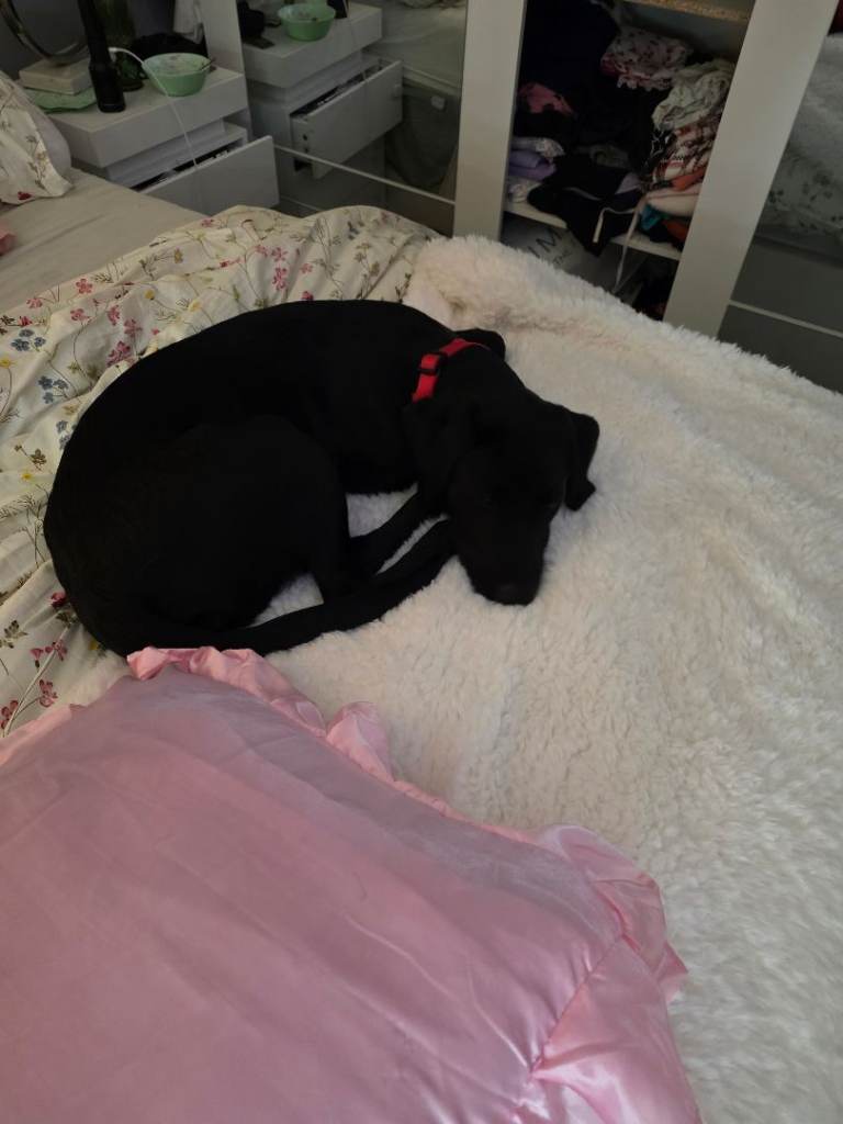 Black shiny labrador 9months.