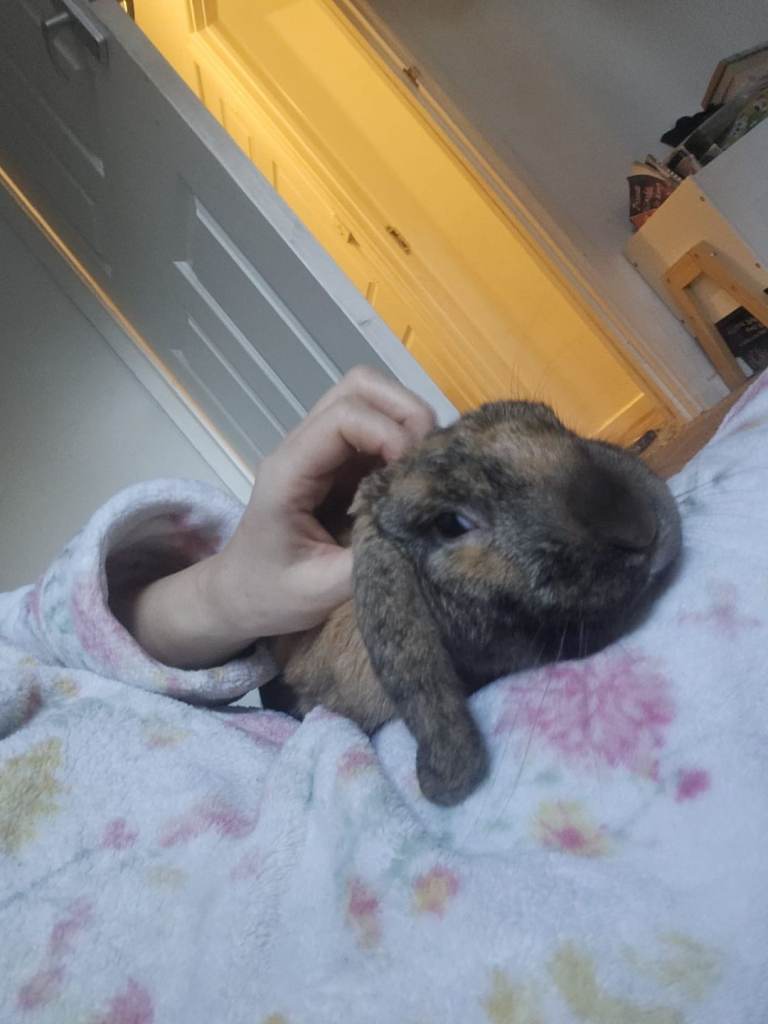 Very loving bunny for rehoming