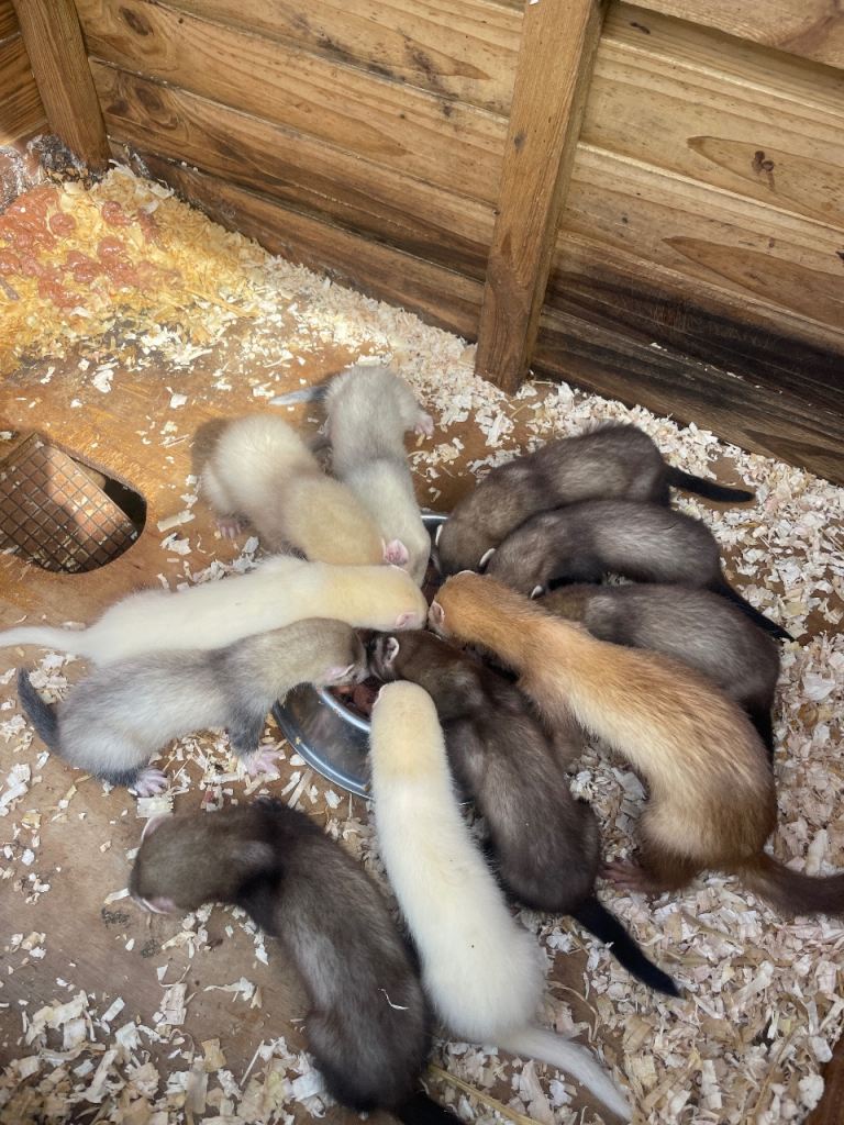 Well bred Young Ferret Kits for Sale