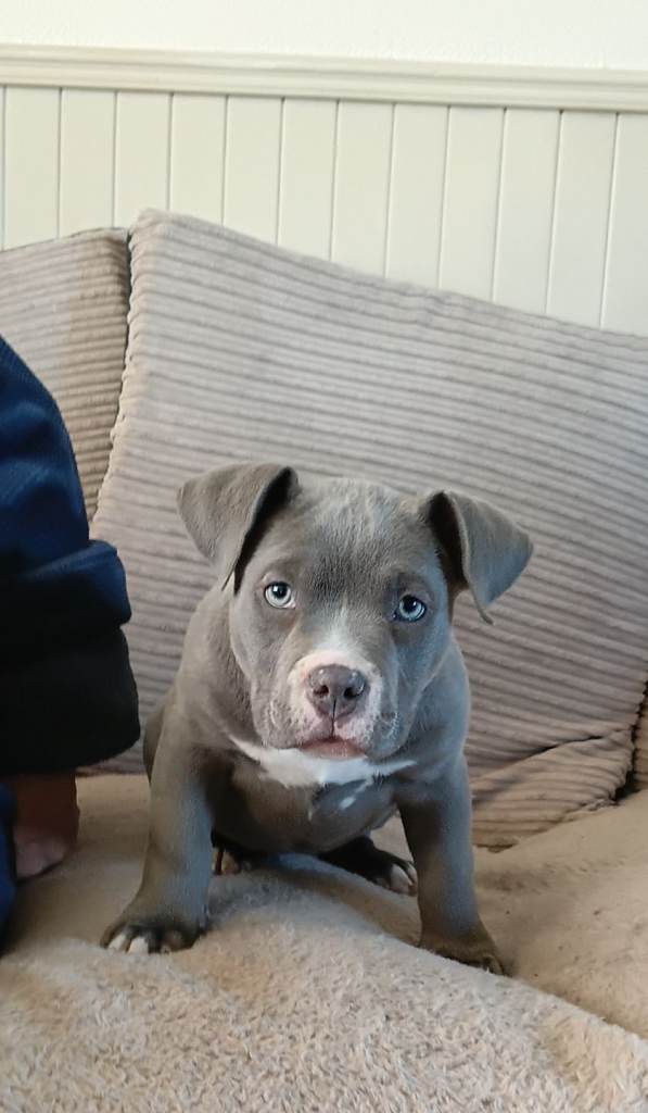 American Pocket Bully Puppies