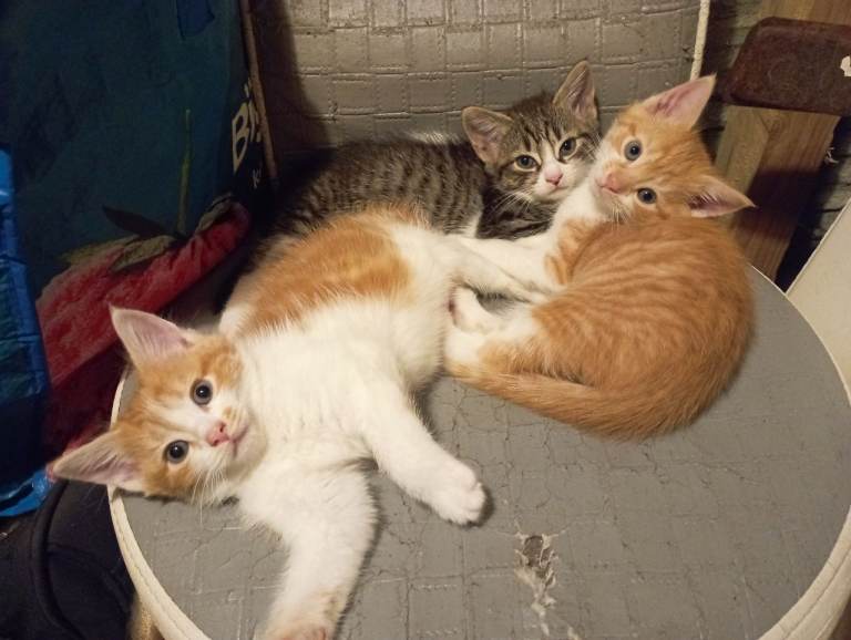 Beautiful Tabby Kittens