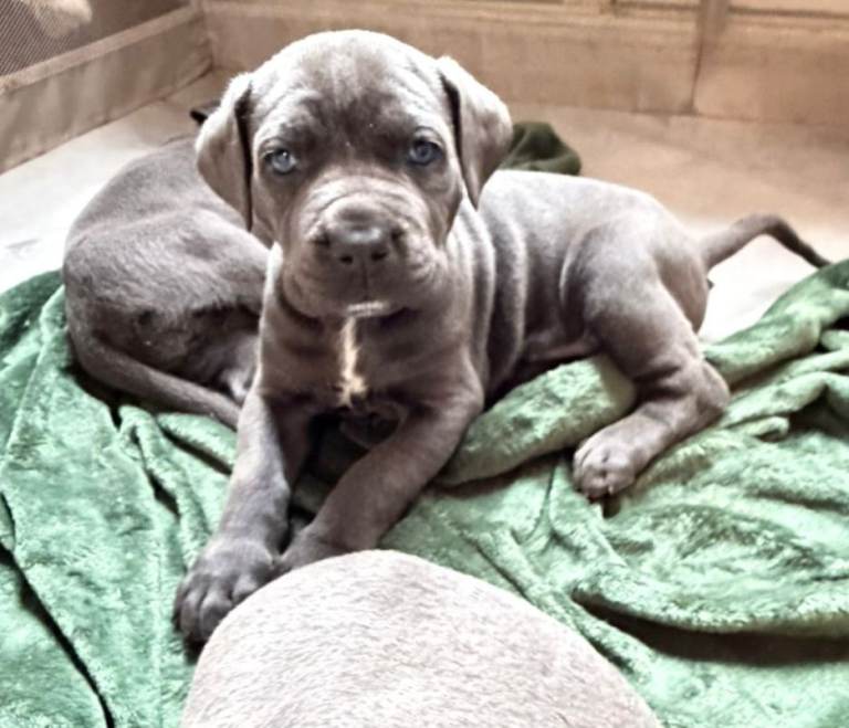 BLUE NEAPOLITAN MASTIFF × CANE CORSO