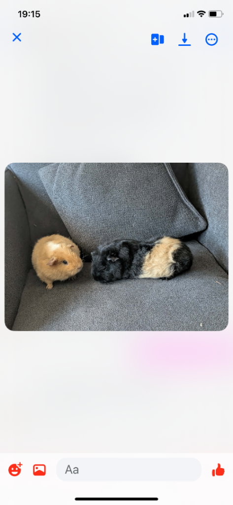 Guinea pigs