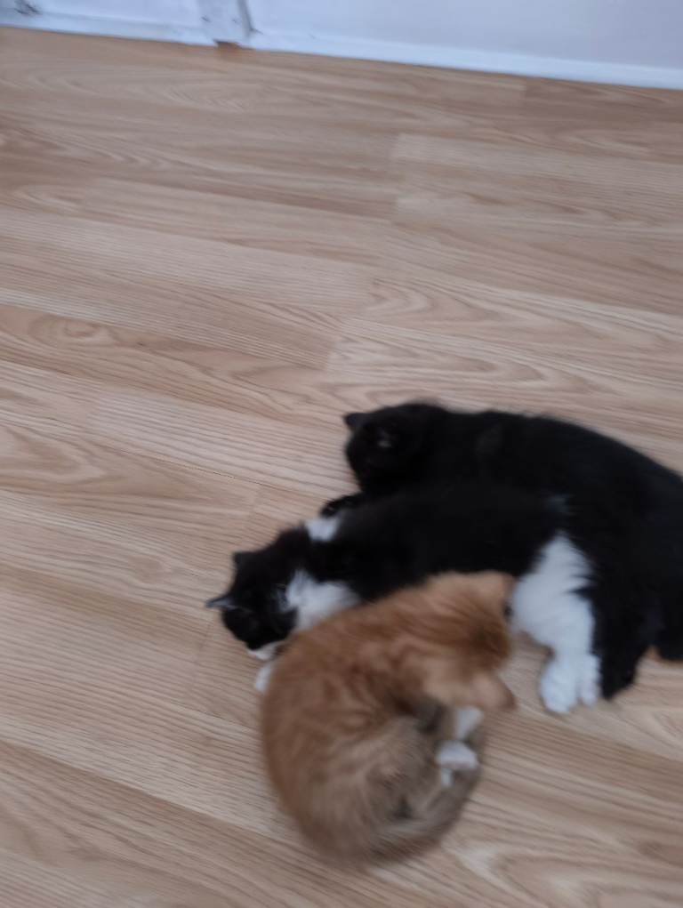 2 kittens for sale 