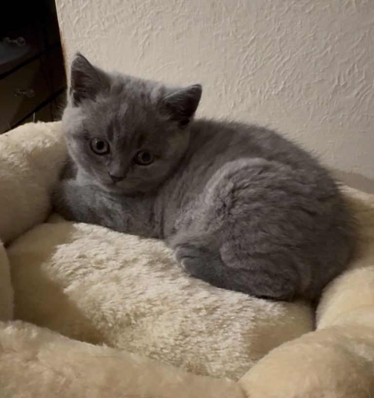Beautiful British Shorthair Girl Ready For Her Forever Home 🐾