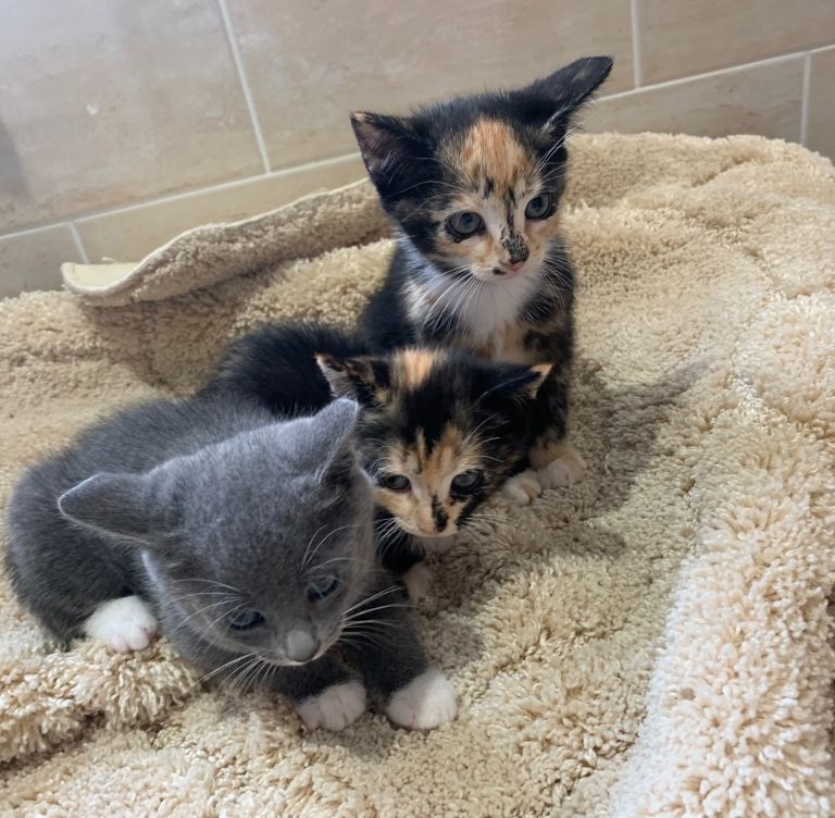 Beautiful baby kittens now 3 girls available 