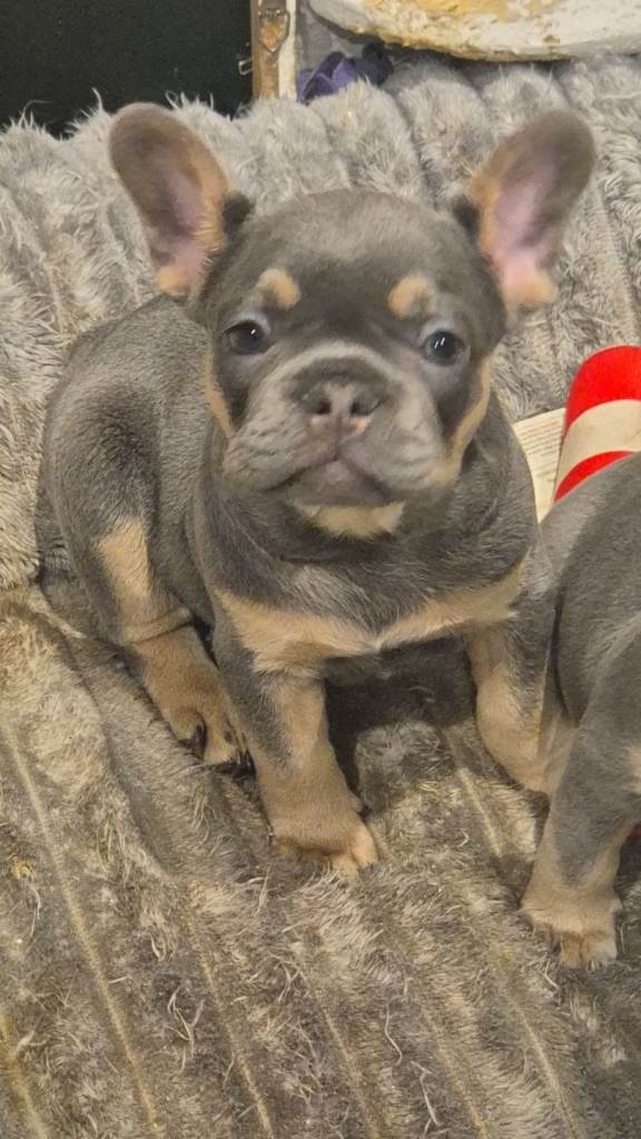 French bulldog puppies
