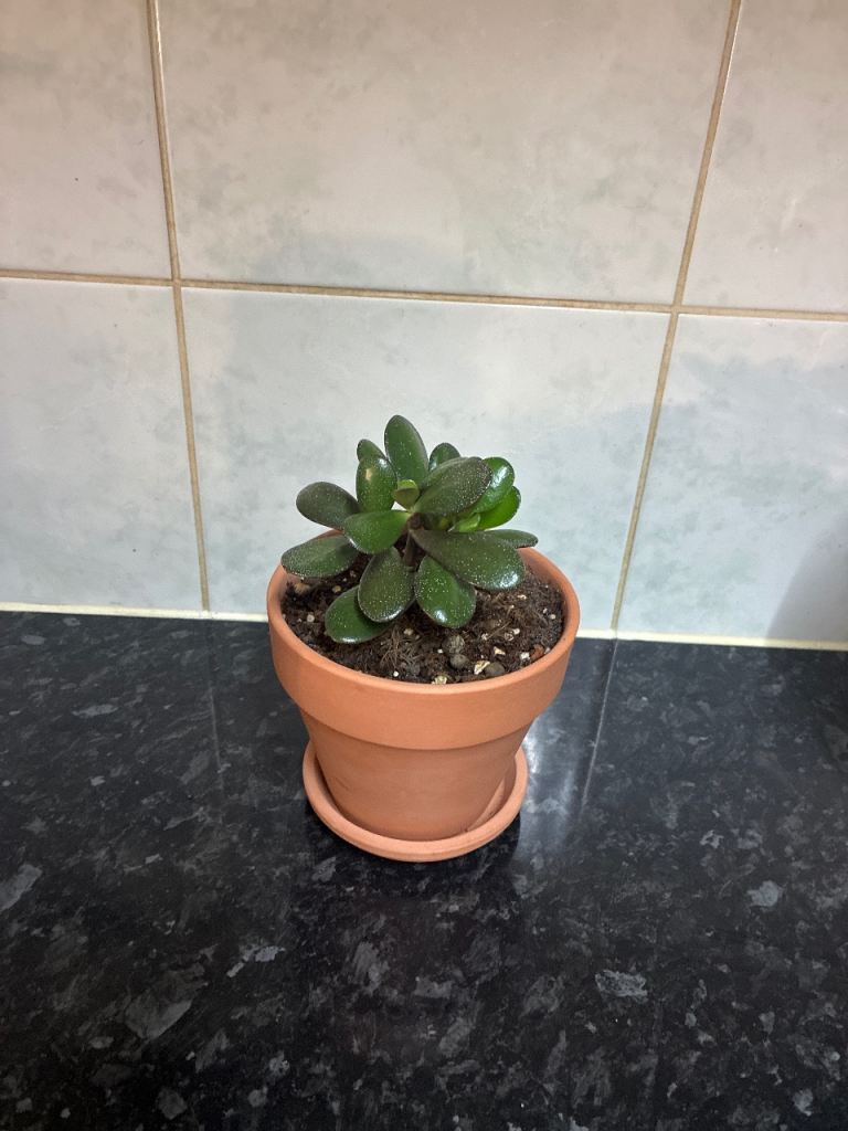 Jade plant 