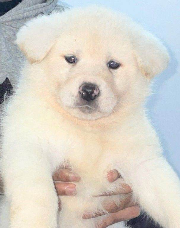 KC Reg Japanese Akita Puppies 