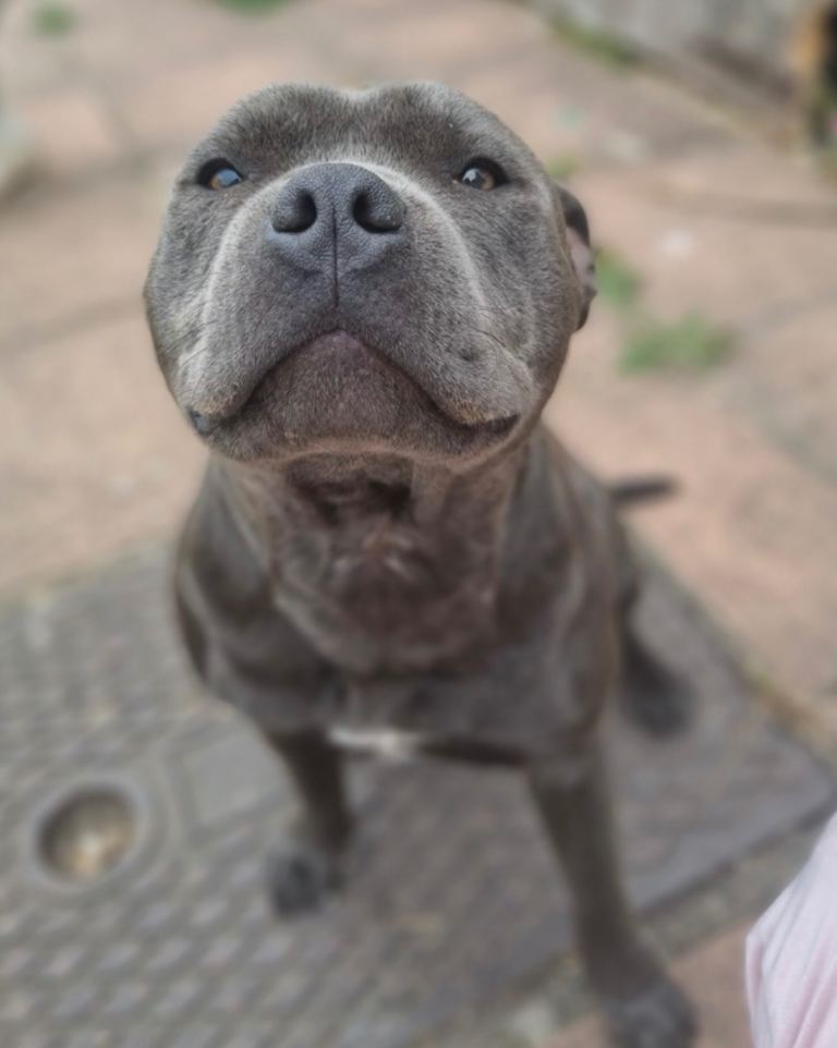 Luca 5 year old - Neutrered male - Adoption