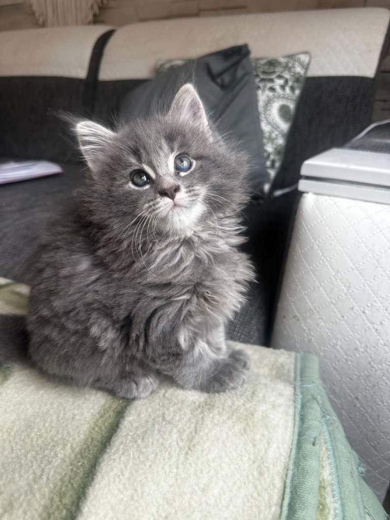 Maine Coons Kittens