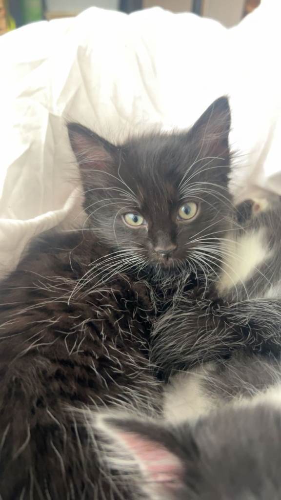 Beautiful kittens for sale