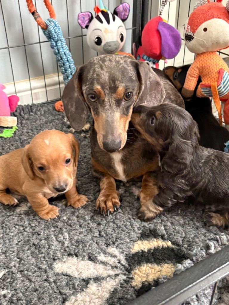 Ready to leave on 25th Beautiful miniature dachshunds 