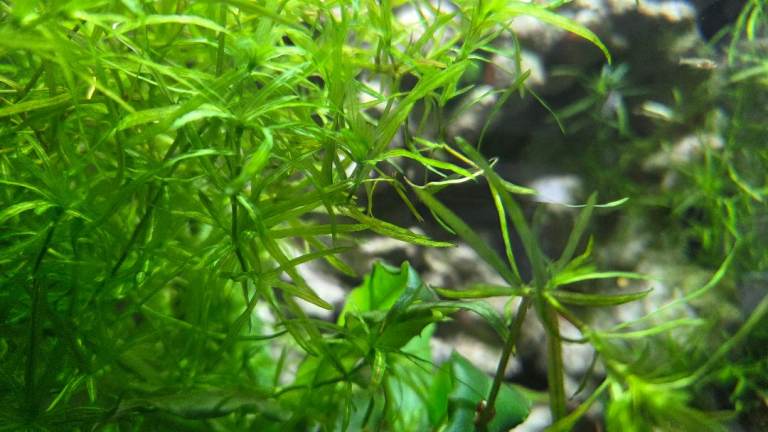 Guppy Grass aquarium fish tank plant 