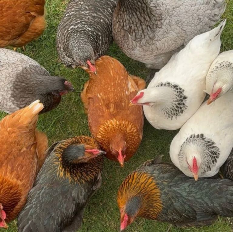 excellent hybrid hen,s and organic eggs for sale 