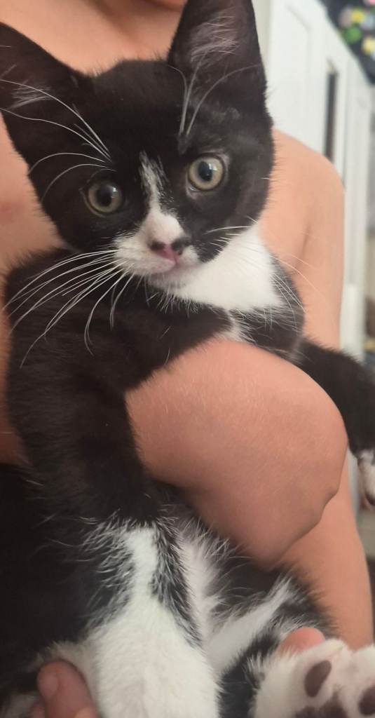 2 adorable kittens for sale