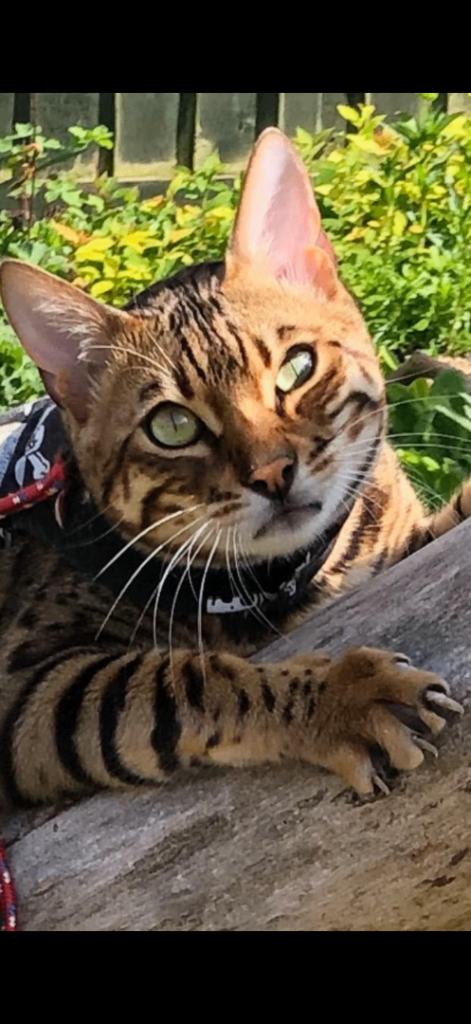 bengal male