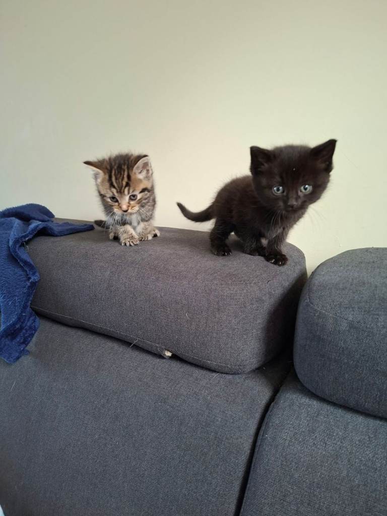 Kitten for sale 