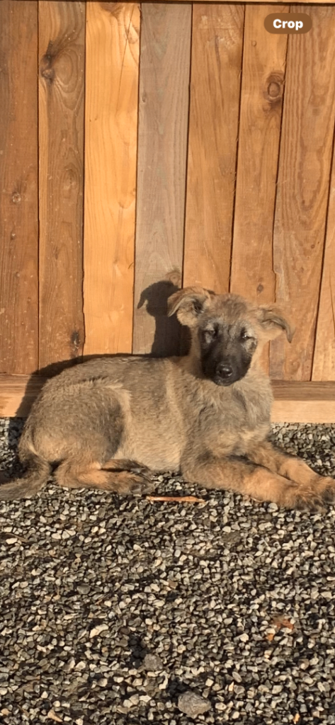 German shepherd x Caucasian shepherd puppies 