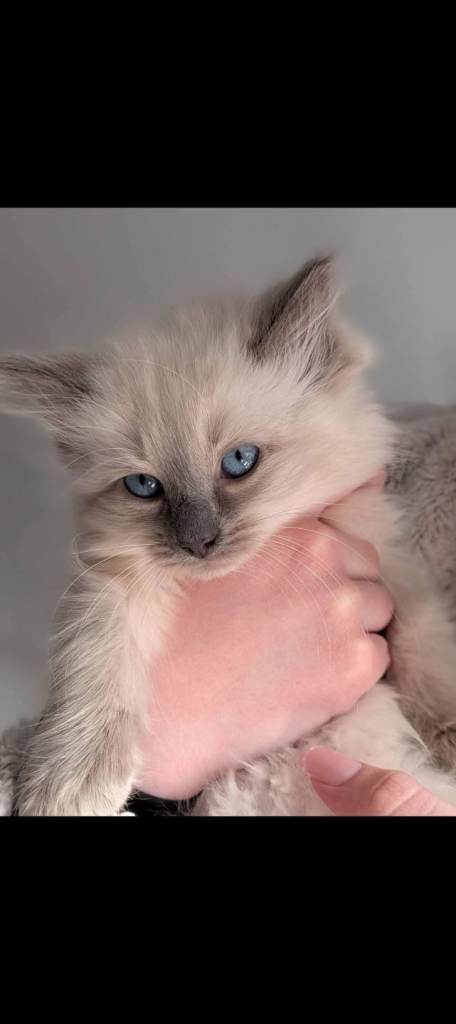 Gorgeous ragdoll kitten 