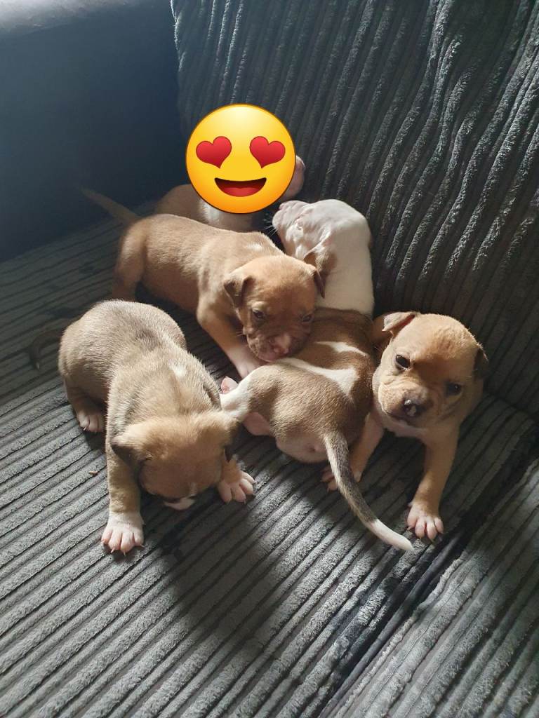 Pocket bully x staffy