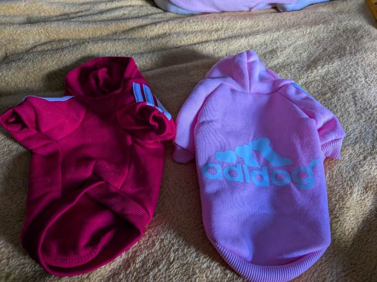 Chihuahua small jumpers 