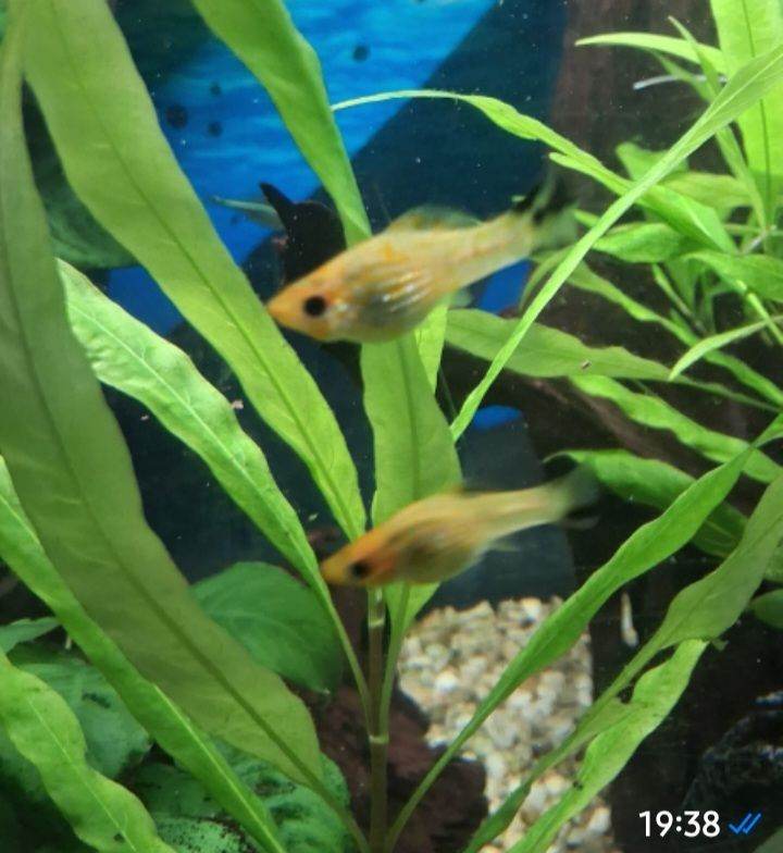 Platt Fish