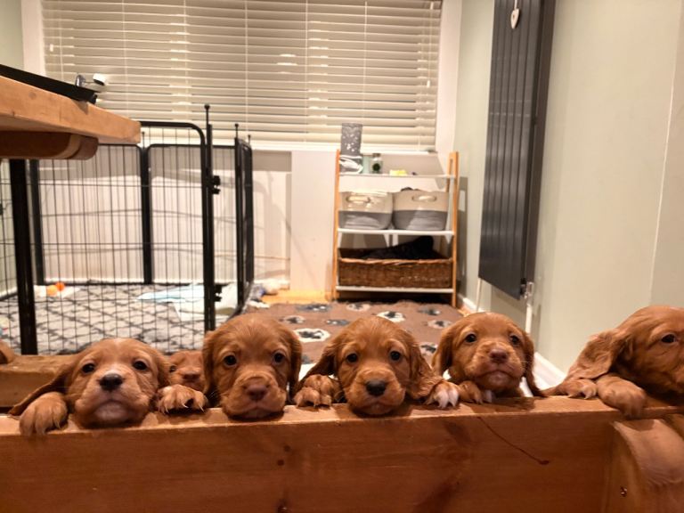 cocker spaniel pups 
