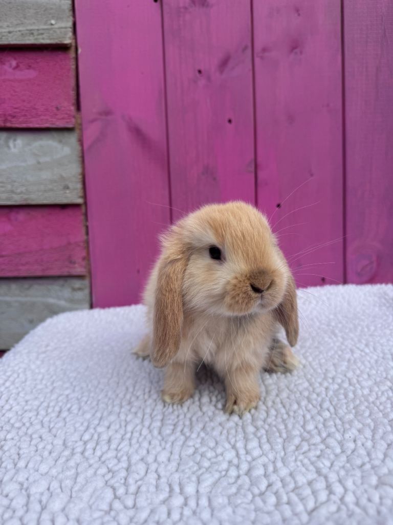 Pedigree Mini Lop Boy 