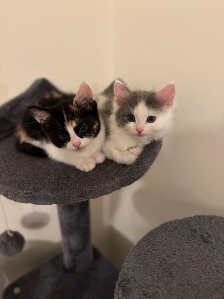 Ragdoll x kittens, grey boy and three colour girl, dob 24.09.25