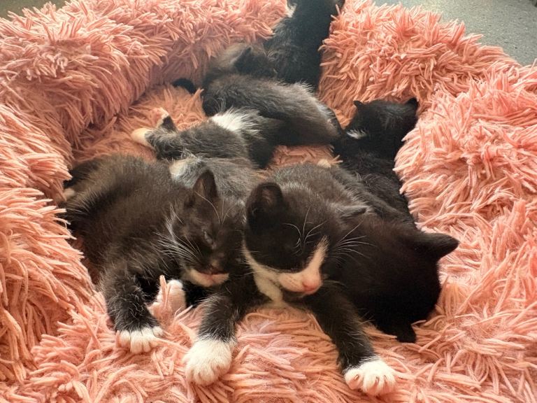 Kittens for sale 