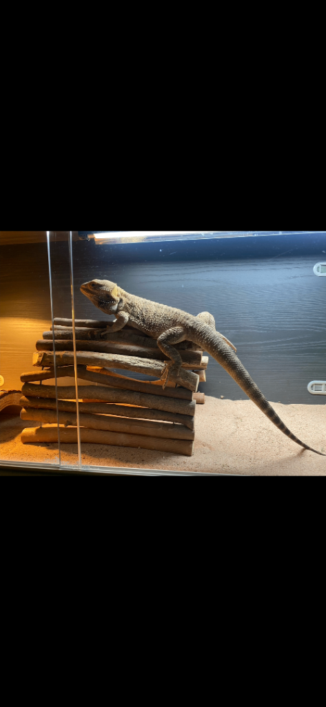 Bearded dragon