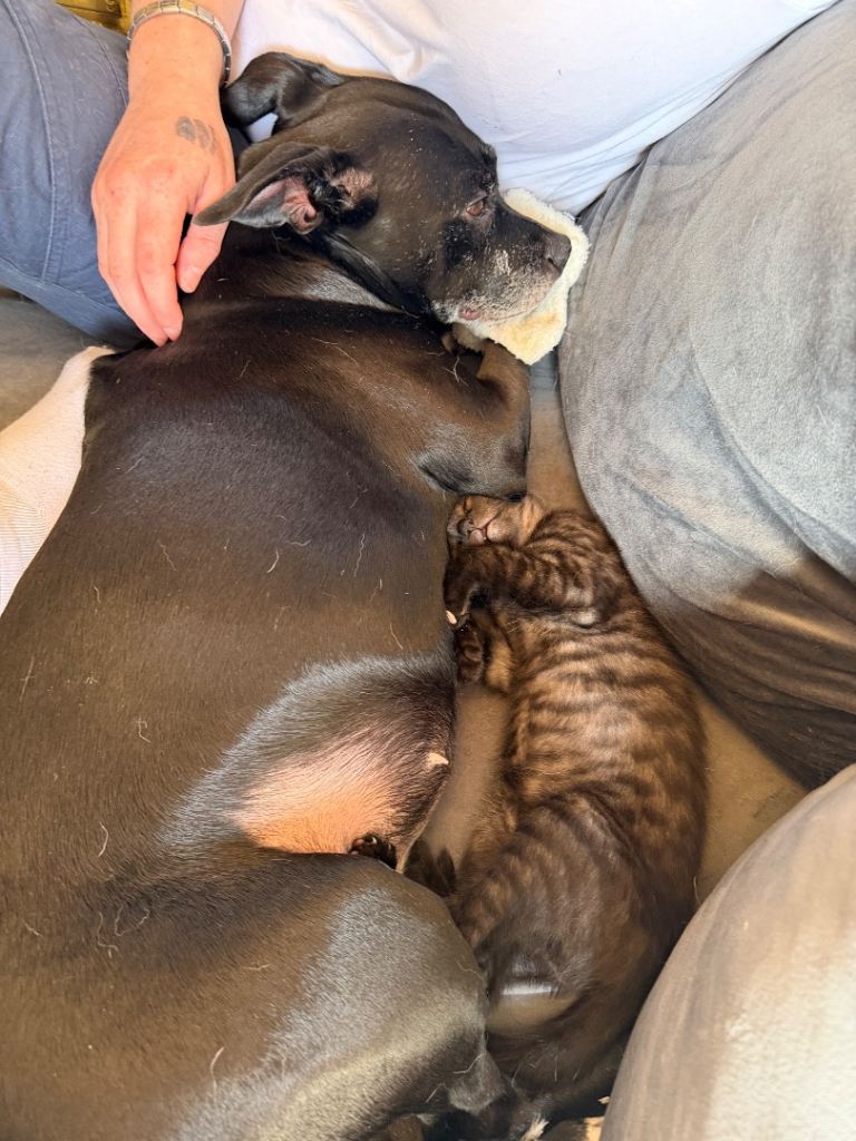 Mixed breed kittens ready now 