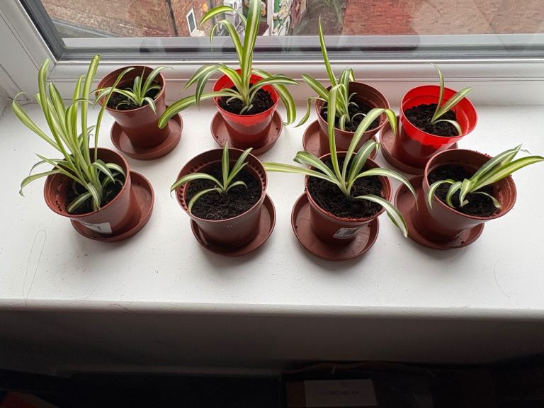 8x baby spider plants 