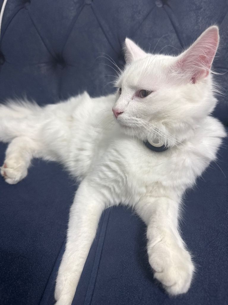 cat